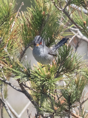 Balearic Warbler, Far des Cap Blanc, Mallorca, photo 4 of 10