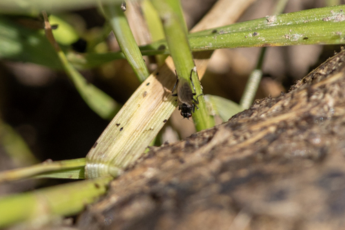 iNaturalist observation photo of Copromyzinae