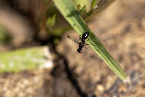 iNaturalist observation photo of Black Scavenger Flies