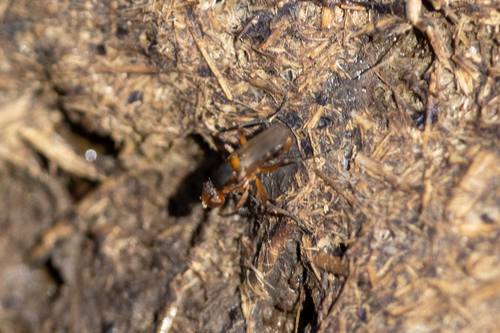 iNaturalist observation photo of Saltella sphondylii