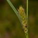 Carex hirta - Photo (c) Bart  Wursten,  זכויות יוצרים חלקיות (CC BY-NC-SA)