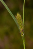 Hairy Sedge - Photo (c) Bart  Wursten, some rights reserved (CC BY-NC-SA)