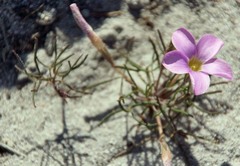 Oxalis polyphylla