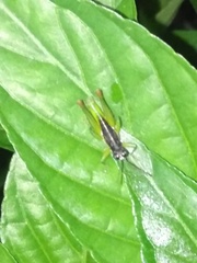 Liebermannacris dorsualis