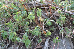 Peperomia liebmannii