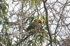 Amazona oratrix tresmariae