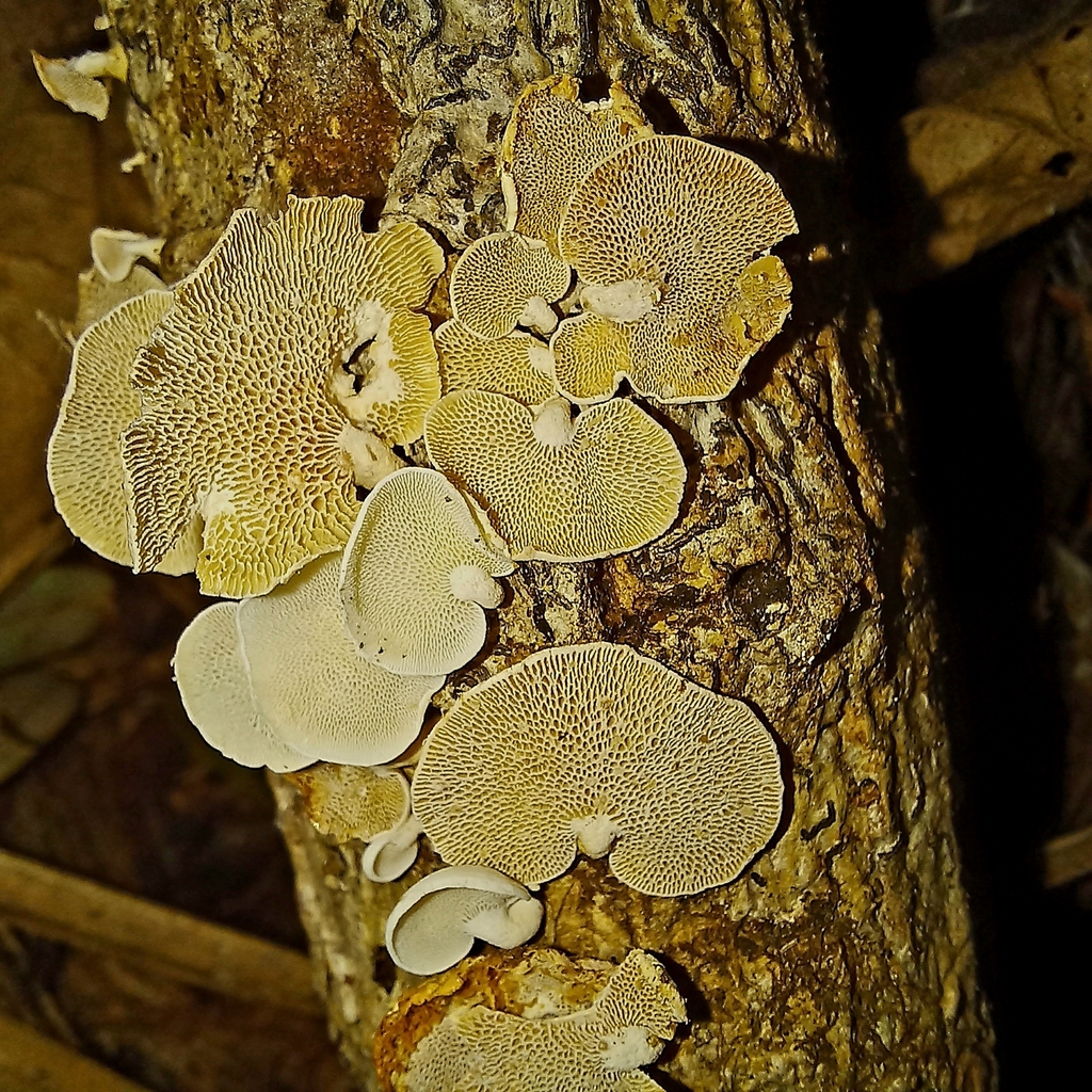 Panellus pusillus · April 2024 · photo: © patricia_mees (iNaturalist, cc-by)
