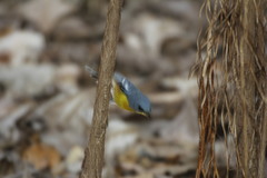 Setophaga pitiayumi insularis