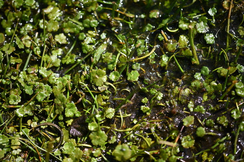 Marsh pennywort (Hydrocotyle chamaemorus)