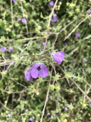 Pholistoma auritum auritum