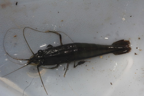 Macrobrachium americanum