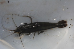 Macrobrachium americanum