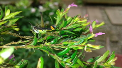 Paramastax duquei