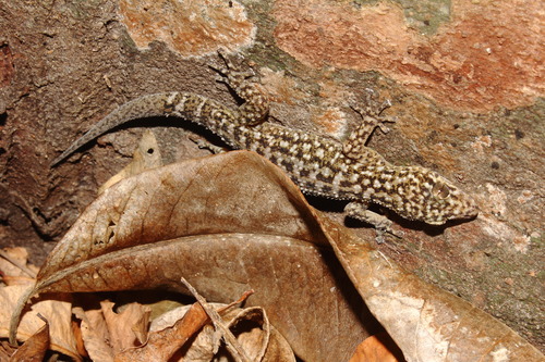 María Cleofas leaf-toed Gecko, Phyllodactylus cleofasensis