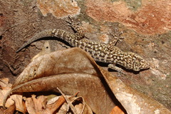 Phyllodactylus cleofasensis