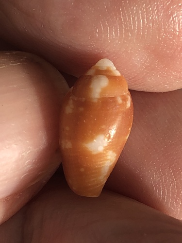 Conella ovulata observed 2024-04-21