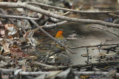 Piranga bidentata flammea