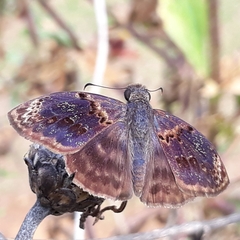 Chiomara mithrax