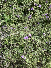 Pholistoma auritum auritum