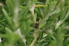 Clastoptera lineatocollis