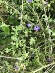 Pholistoma auritum auritum