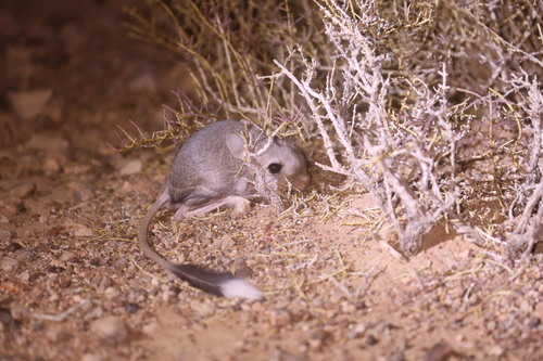 Lesser Egyptian Jerboa
