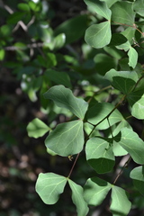 Bauhinia lunarioides
