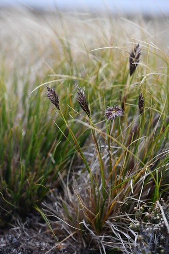 Whitegrass (Cortaderia pilosa)