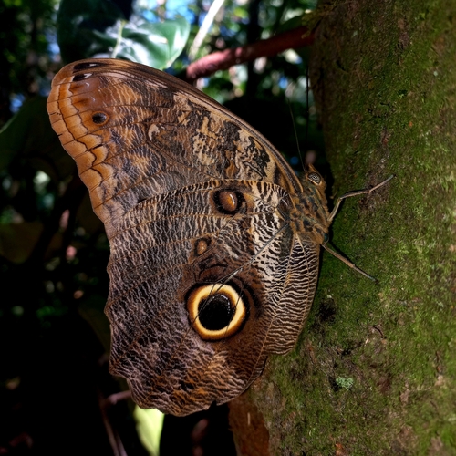 Photo of Dark Owl-Butterfly (Caligo brasiliensis)