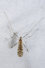 Erioptera caliptera