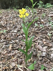 Cephalanthera falcata