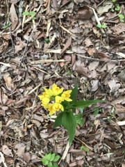 Cephalanthera falcata