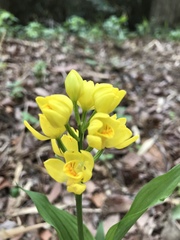Cephalanthera falcata