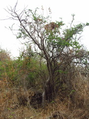 Bursera cuneata
