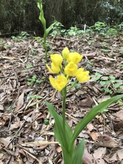 Cephalanthera falcata