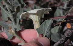 Calystegia malacophylla pedicellata