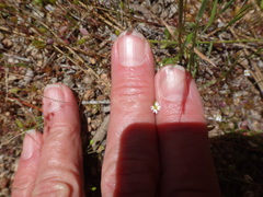Cerastium holosteoides