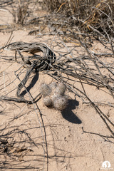 Mammillaria sheldonii