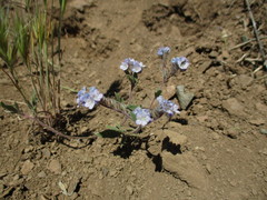 Phacelia breweri