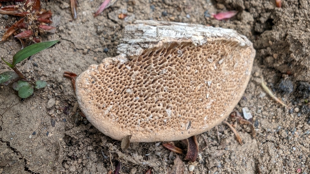 Fomitopsis dickinsii · April 2024 · photo: © atsushi_nakajima_cirque (iNaturalist, cc-by)