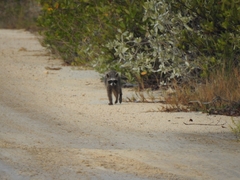 Procyon pygmaeus