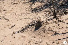 Mammillaria sheldonii