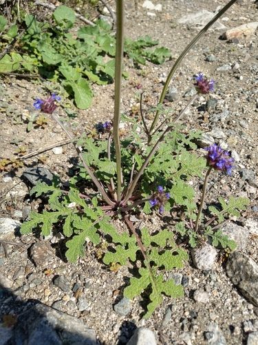 California Chia seedling