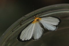 Image of Chimastrum argentea