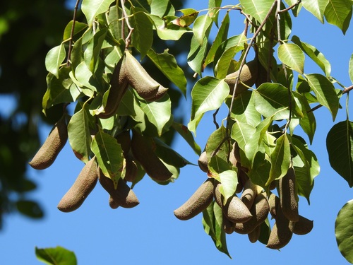 Diplorhynchus condylocarpon (Müll.Arg.) Pichon