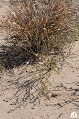 Leucosyris coulteri
