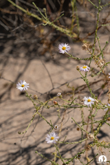 Leucosyris coulteri