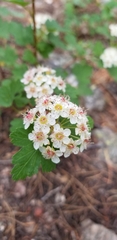 Physocarpus monogynus