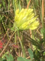 Trifolium fucatum