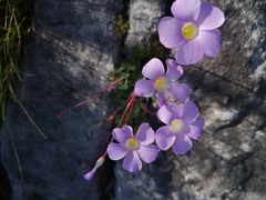 Oxalis commutata